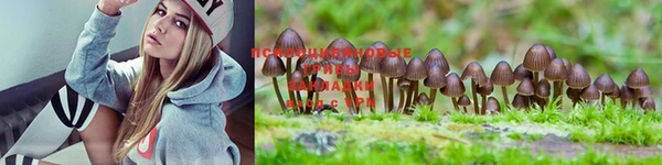 PSILOCYBIN Кукмор